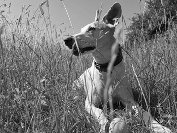 Dog looking away on field