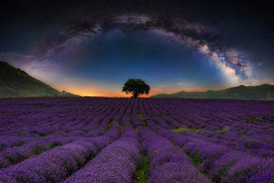 Scenic view of lavender field against sky