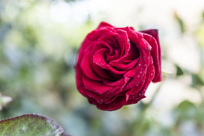 Close-up of red rose