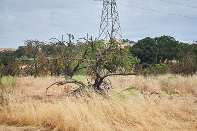 Trees on field against sky