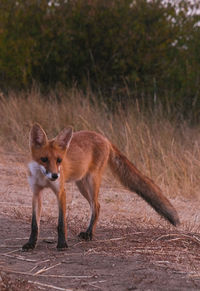 Fox walking on field