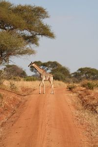 Giraffe standing on dirt road