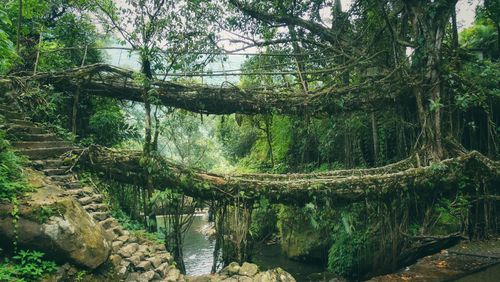 Scenic view of forest