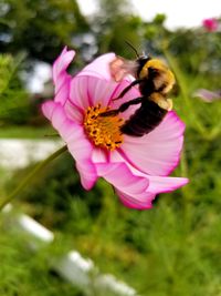 Close-up of honey bee pollinating on pink flower