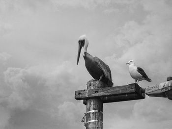 Low angle view of seagull perching on wood against sky