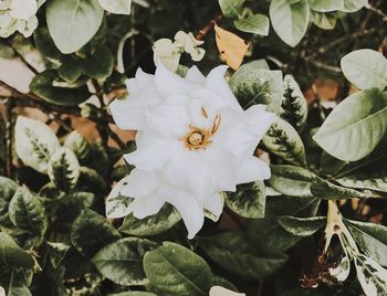 Close-up of white flowering plant