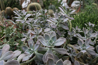 Close-up of white flowering plants