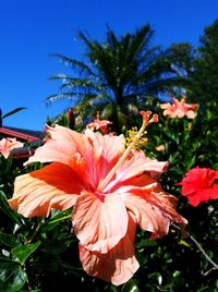 flowering plant