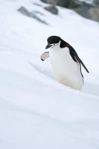 White bird on snow