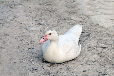 High angle view of duck on land