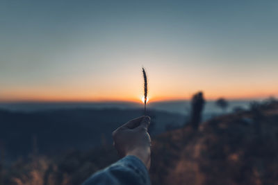 Cropped hand of person holding plant against sky during sunset