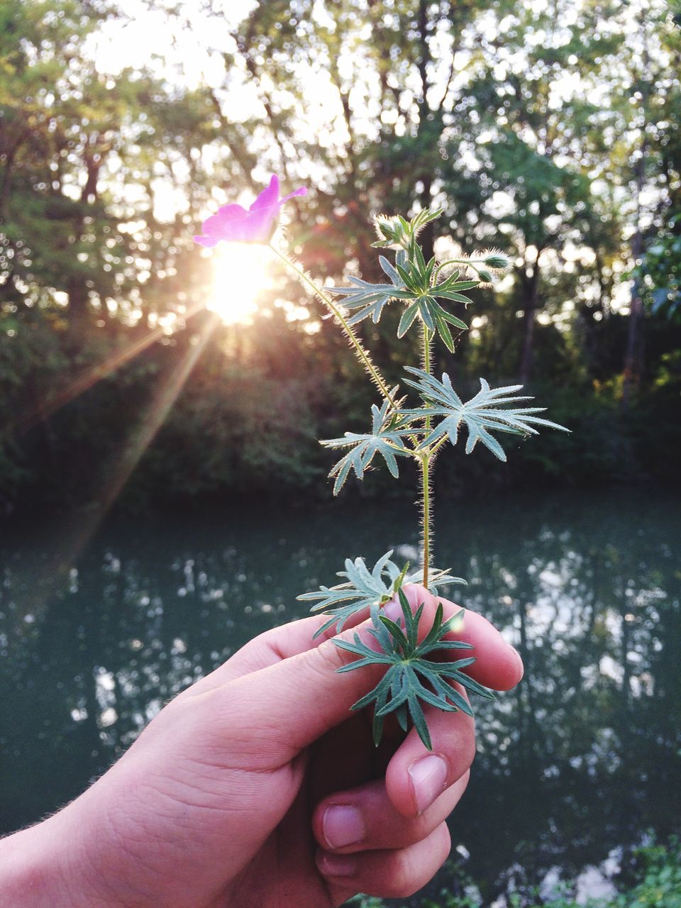 nature, human hand, flower, lens flare, sunlight, sun, outdoors, plant, one person, fragility, beauty in nature, real people, holding, human body part, growth, day, focus on foreground, flower head, close-up, tree, women, freshness, people