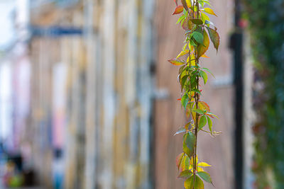 Close-up of plant against wall