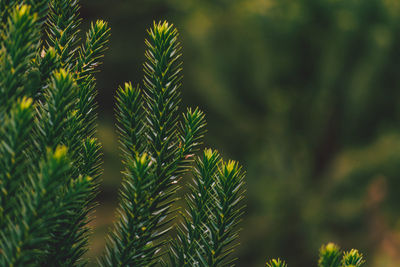 Close-up of pine tree