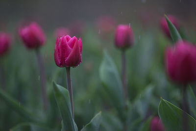 Close-up of pink flower blooming outdoors