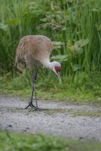 Close-up of bird on grass