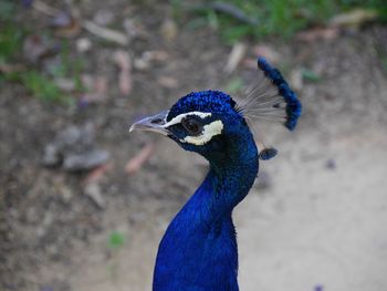 Close-up of peacock