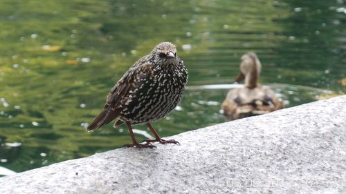 Birds perching on rock