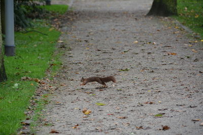 High angle view of squirrel running on footpath at park
