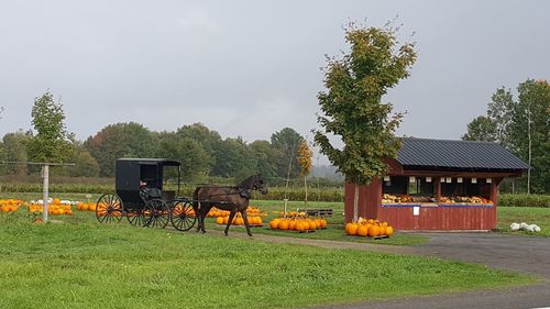 Horse cart in farm