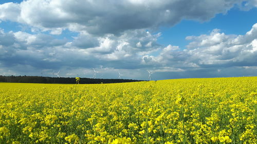 Scenic view of oilseed rape field against cloudy sky