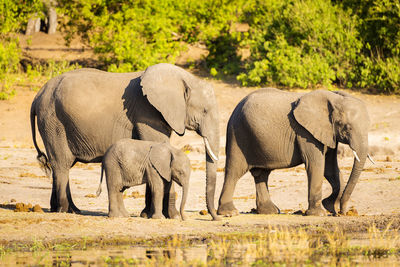 Elephants on field