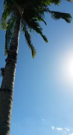 Low angle view of palm tree against blue sky