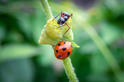 Close-up of ladybug on plant