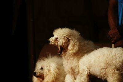 White poodle yawning