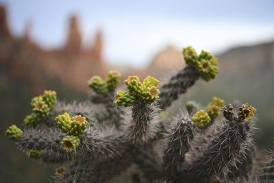 Close-up of cactus plant