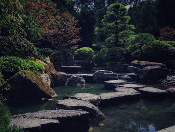 Plants growing by river in forest