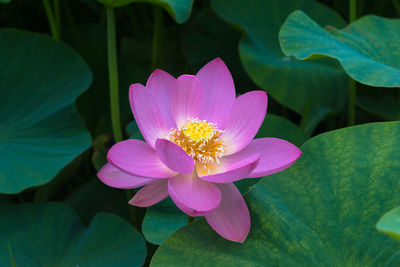 Close-up of pink lotus water lily in pond in the koko-en garden, himeji, japan