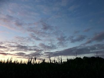 Silhouette plants on field against sky during sunset