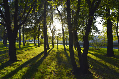 Trees in park