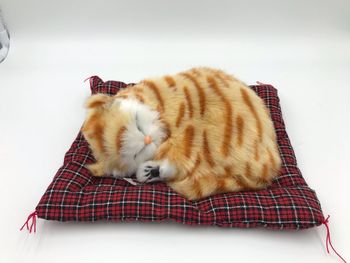 Cat sleeping on bed