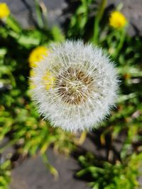 Close-up of dandelion flower