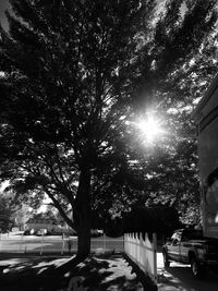 Sun shining through trees