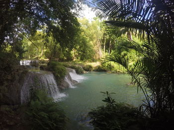 Scenic view of waterfall in forest