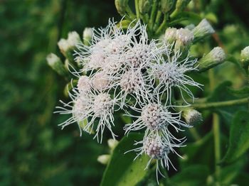 Close-up of plant