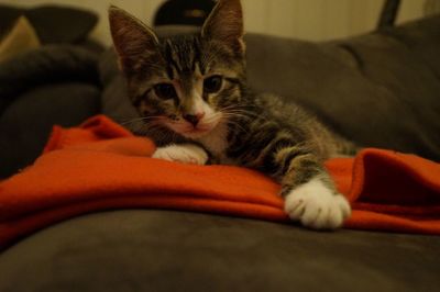 Close-up of cat resting on sofa at home