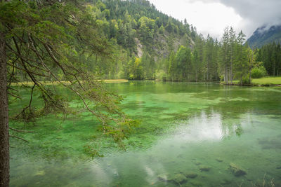 Scenic view of lake in forest