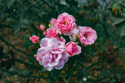 Close-up of pink roses