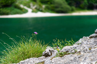 Close-up of flowers growing on rock