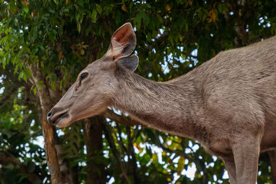 Close-up of deer