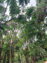 Low angle view of trees in forest