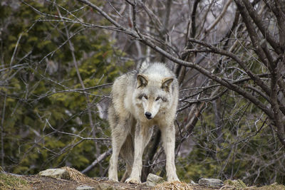 Frontal view of grey wolf standing and staring with menacing expression in front of wooded area