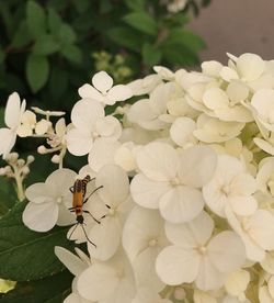 Close-up of insect on white flowers