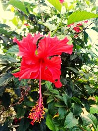 Close-up of red hibiscus flower