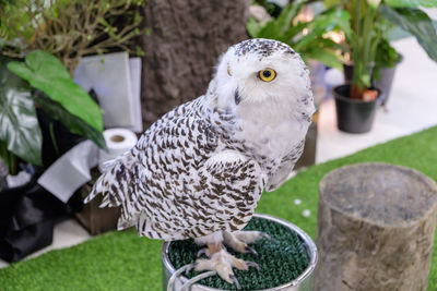 Portrait of owl perching on potted plant