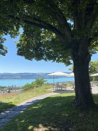 Trees by sea against sky